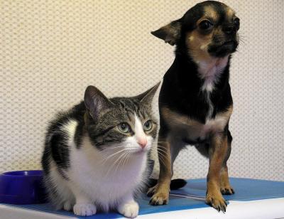 Hund und Katze