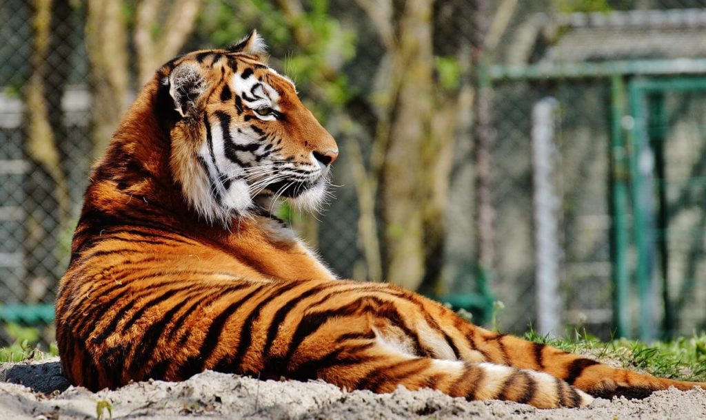 Mietpreisbremse ein zahnloser Tiger